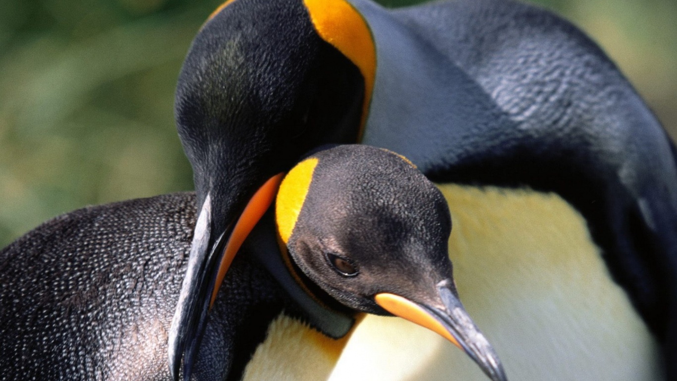 Whispering Sweet Nothings King Penguins