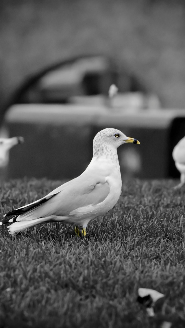 White Doves1