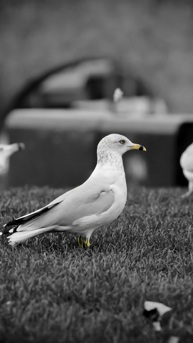 White Doves1