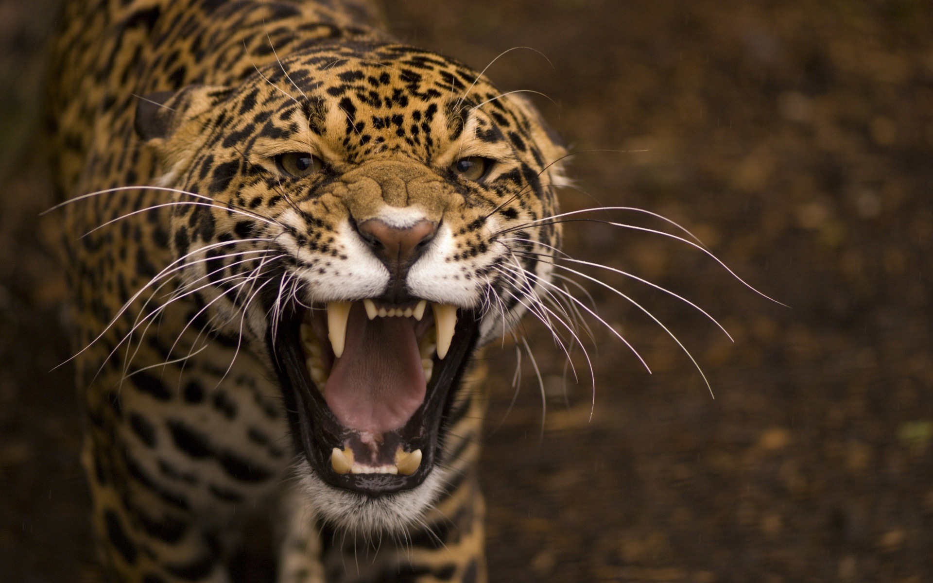 Wild Angry Cat Jaguar