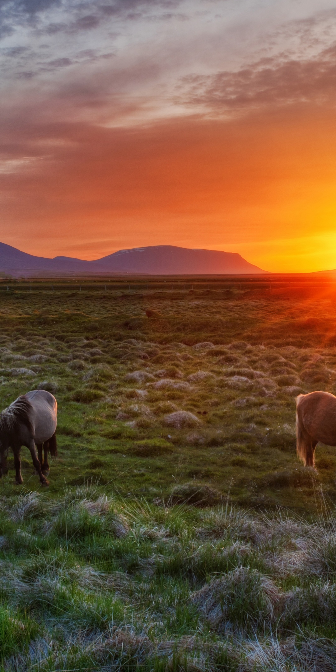Wild Horses At Sunset