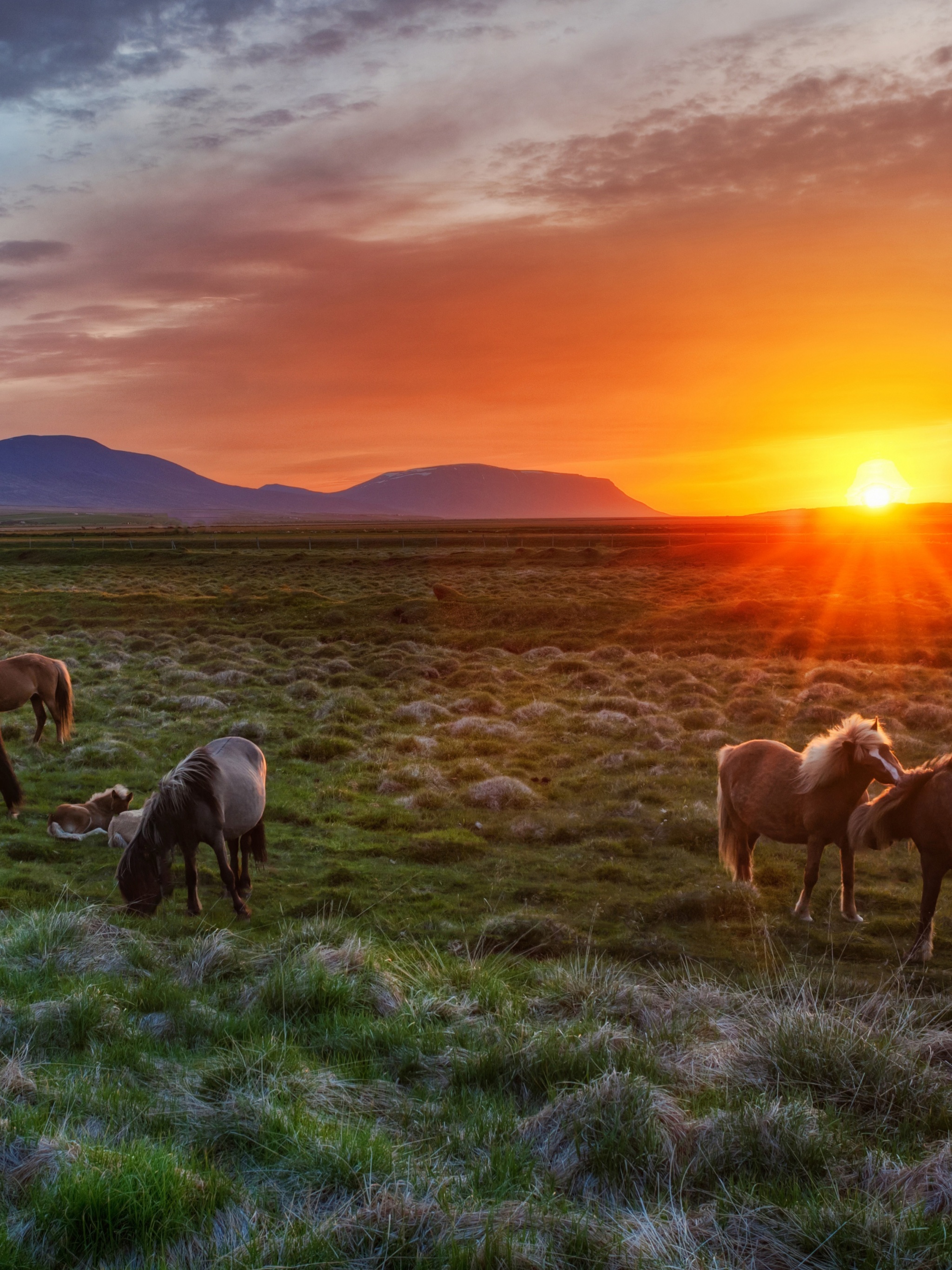 Wild Horses At Sunset