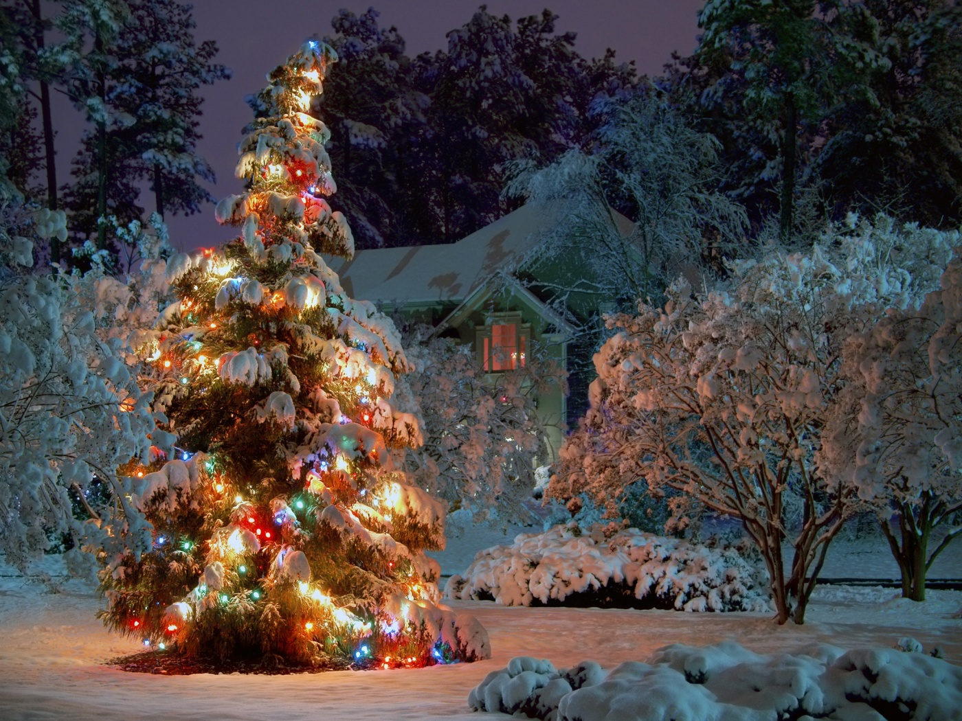 Winter Christmas Tree Holiday