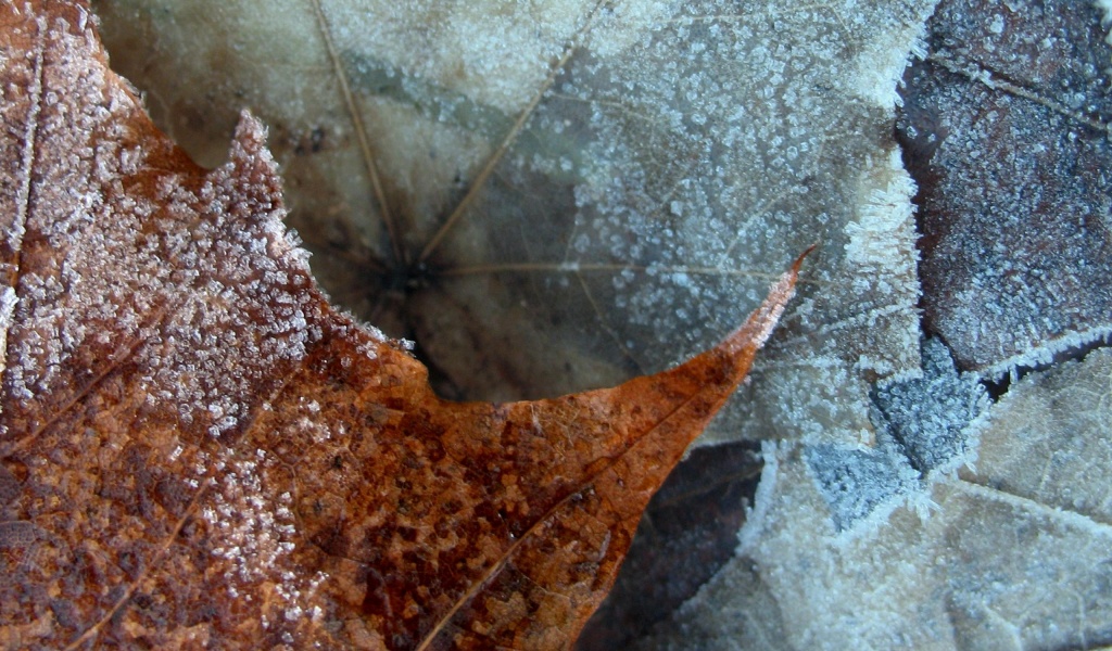 Winter Nature Leaf