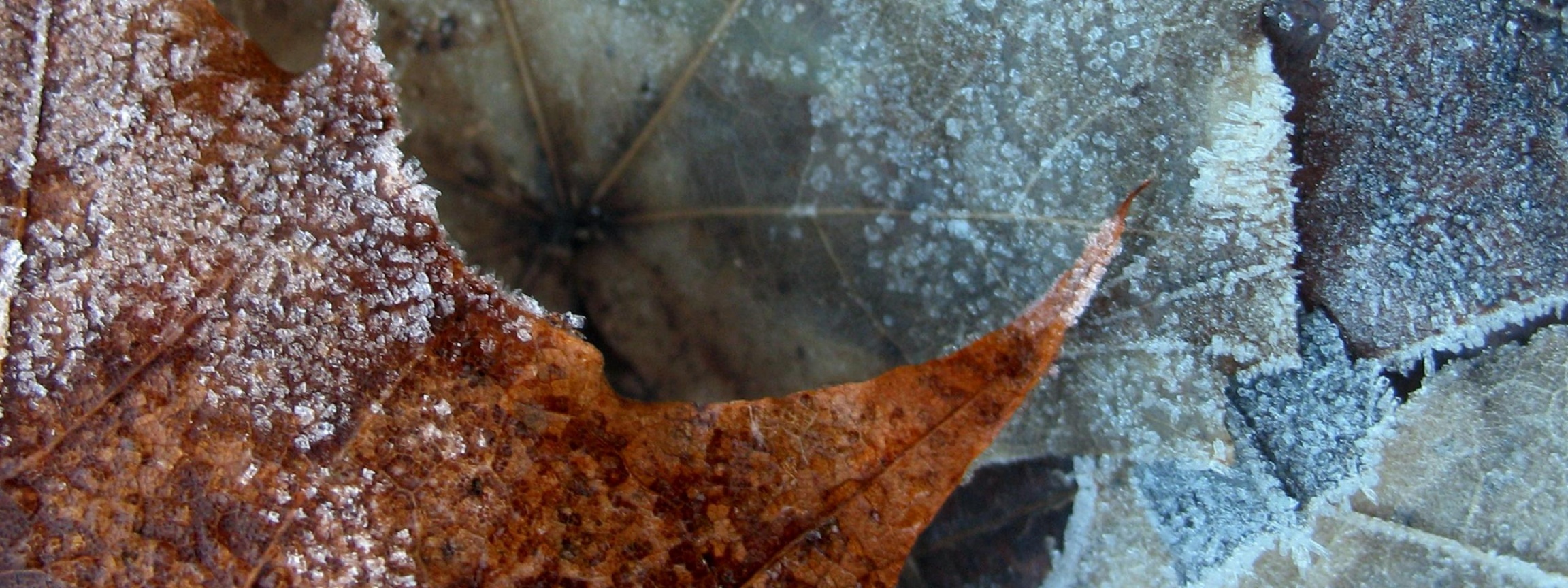 Winter Nature Leaf