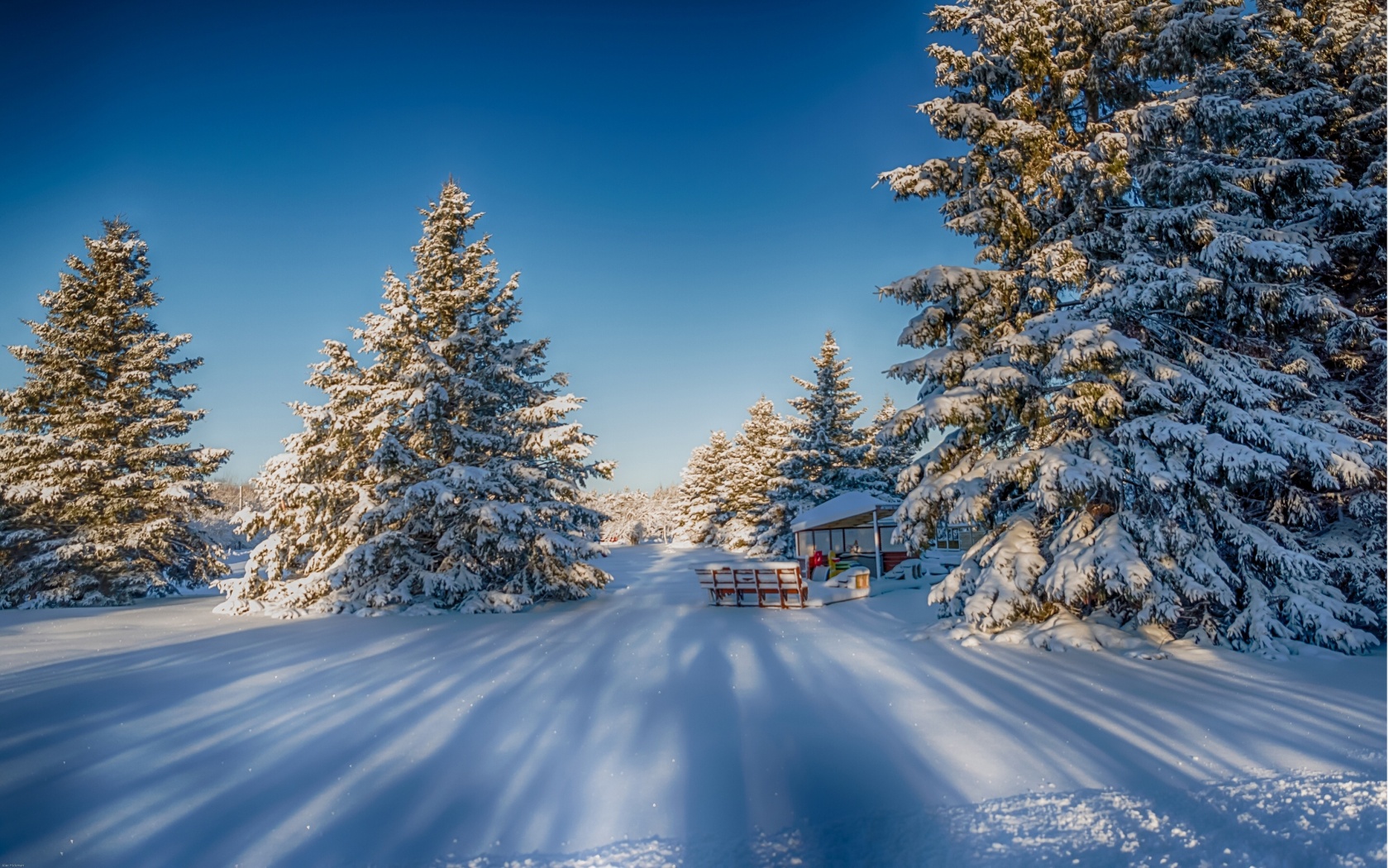 Winter Snow Fir Trees Nature