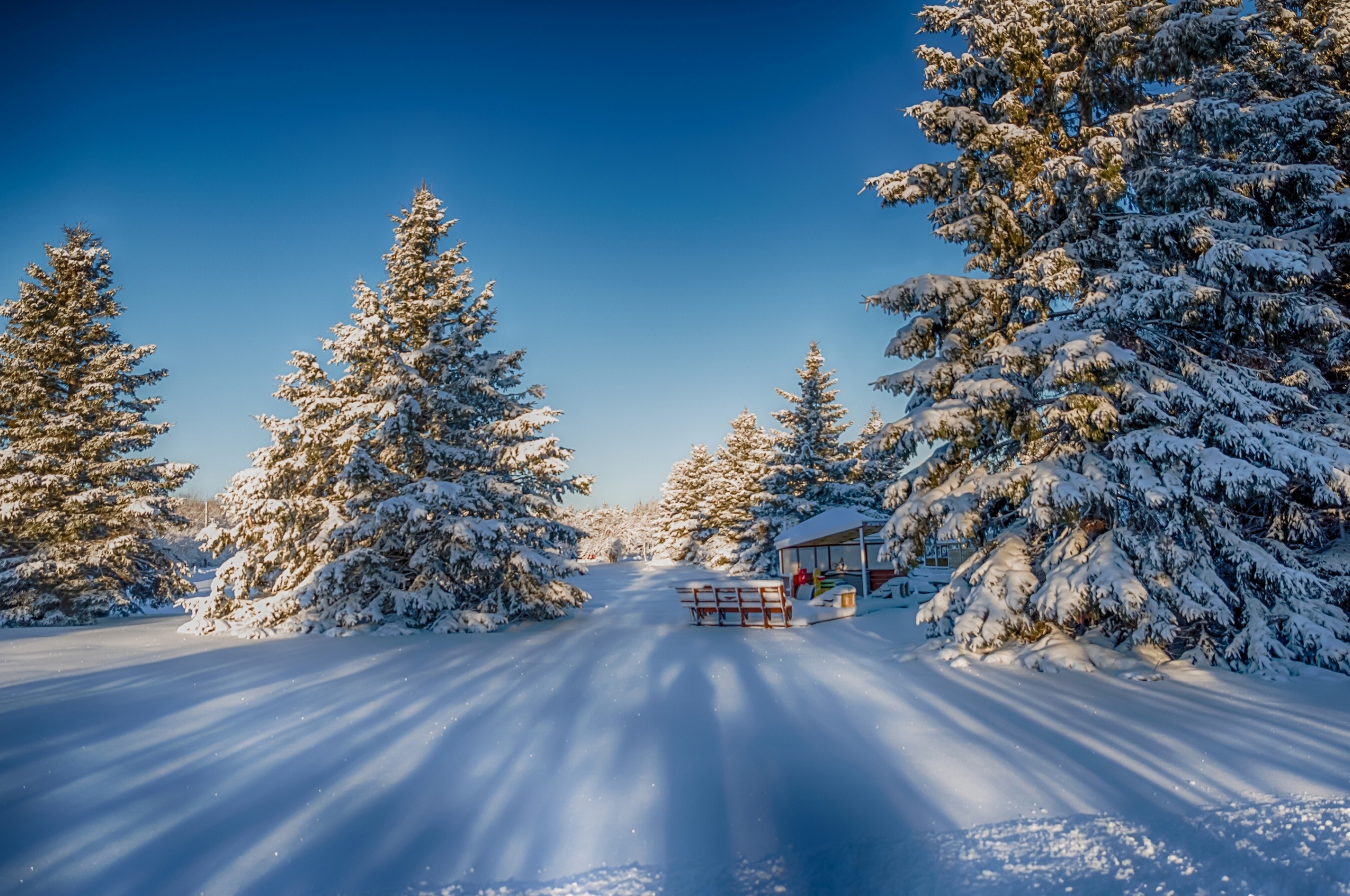 Winter Snow Fir Trees Nature