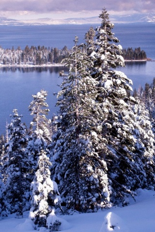 Winter White Forest And Cold Water