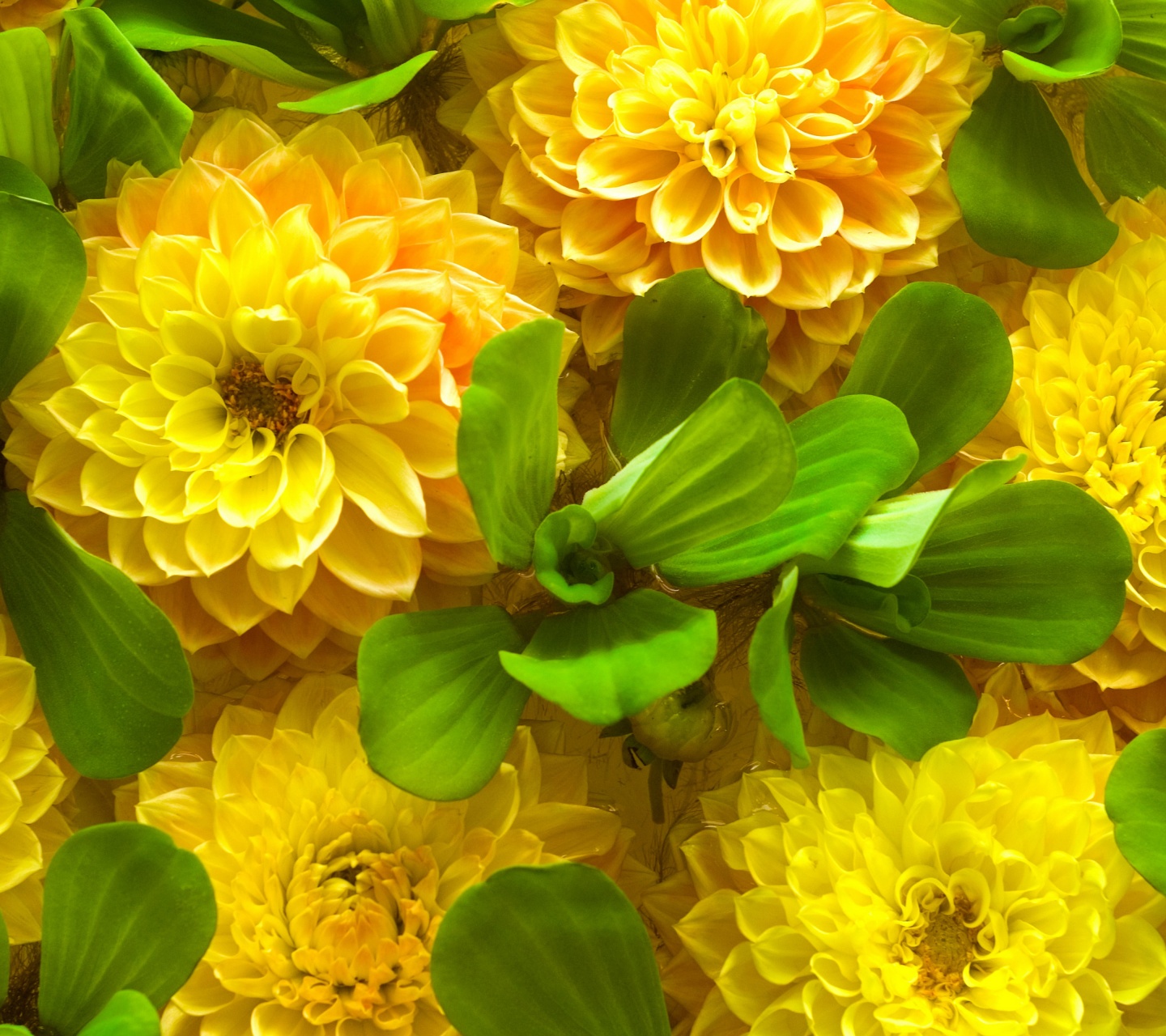 Yellow Spring Flowers